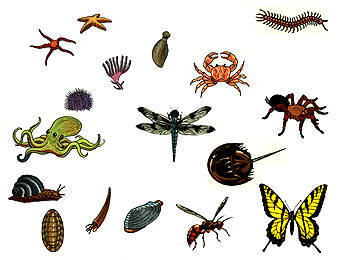 INVERTEBRATES